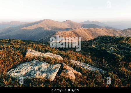 Erba gialla tremante nel vento in autunno le montagne di sunrise. Carpazi, Ucraina. Fotografia di paesaggi Foto Stock