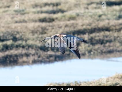 Cordolo in volo (Numenius arquata) Foto Stock