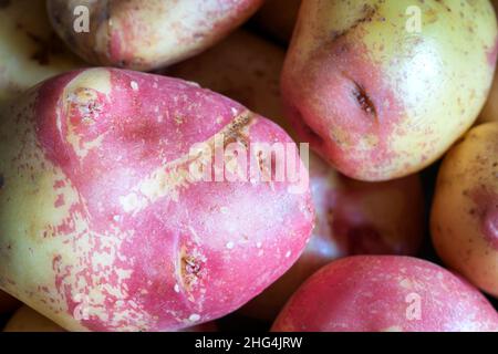 patate crude mature primo piano Foto Stock