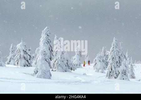 Paesaggio fantastico con alberi innevati e piste da sci freerideriders in montagna d'inverno. Due sciatori nella foresta invernale durante la nevicata Foto Stock