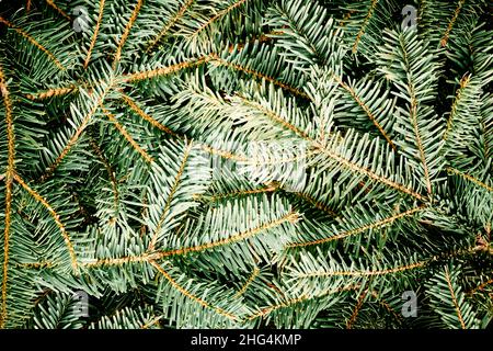 Sfondo natura creativa una texture abete rosso rami di albero di Natale per un biglietto di auguri di Natale. Disposizione piatta, vista dall'alto, spazio di copia Foto Stock