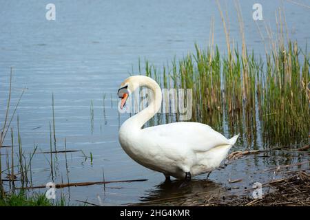 Un cigno bianco in piedi sulla riva di un lago, giorno di primavera Foto Stock