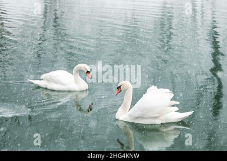 Coppia di cigni bianchi nuotano nell'acqua del lago d'inverno. Caduta di neve. Fotografia animale Foto Stock