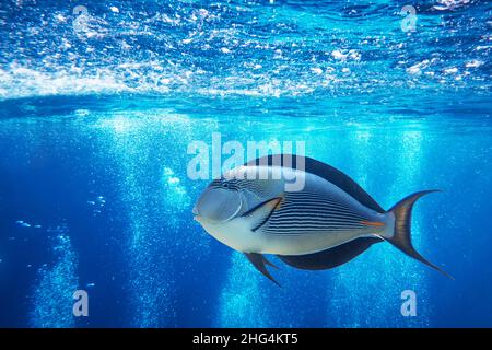 Sfondo subacqueo astratto con bolle d'aria dal viaggio d'immersione e acqua di mare blu dalla superficie Foto Stock