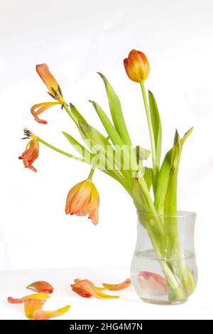 Tulipani d'arancia appassiti in vaso con sepali caduti, isolati su bianco Foto Stock