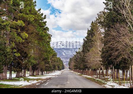 Vecchia strada asfaltata tra una fila di alberi Foto Stock