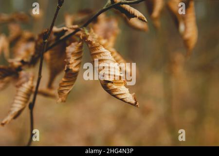 Foglie secche autunnali su un ramo di albero, da vicino Foto Stock