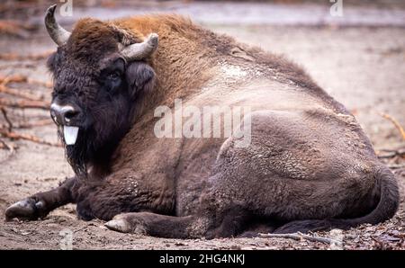 Rostock, Germania. 18th Jan 2022. Un bisonte si trova su uno dei recinti all'aperto del Rostock Zoo. La pandemia di Corona ha anche causato meno visitatori al Rostock Zoo nel 2021. L'anno scorso sono stati registrati circa 511.600 visitatori, rispetto ai 589.300 del 2020. Credit: Jens Büttner/dpa-Zentralbild/dpa/Alamy Live News Foto Stock