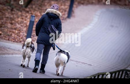 Rostock, Germania. 18th Jan 2022. Un visitatore sta camminando con i suoi due cani al Rostock Zoo. La pandemia di Corona ha anche causato meno visitatori al Rostock Zoo nel 2021. L'anno scorso sono stati registrati circa 511.600 visitatori, rispetto ai 589.300 del 2020. Credit: Jens Büttner/dpa-Zentralbild/dpa/Alamy Live News Foto Stock