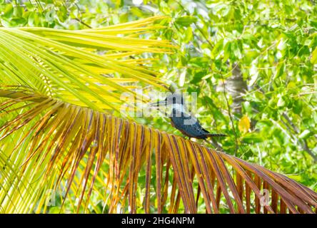 Un Kingfisher ad anello, Megaceryle torquata che si aggirano in una palma con luce del sole brillante che brilla attraverso gli alberi sullo sfondo. Descrizione Foto Stock