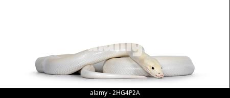 Avorio giovane adulto Python bivittatus o birmano Foto Stock