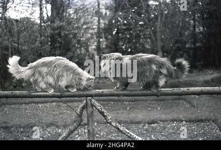 1950s, storico, due gatti furry fuori giocare sulla parte superiore di un ramo dell'albero su una recinzione fatta in casa del giardino , Inghilterra, Regno Unito. Foto Stock