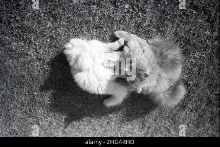 1950s, storico, due gatti furry che giocano insieme fuori su erba, Inghilterra, Regno Unito. Anche se non un gatto comune, ci sono un certo numero di razze differenti di gatti di furry o di fluffy, con ragdoll un particolare che ha una pelliccia setky-morbida. Foto Stock
