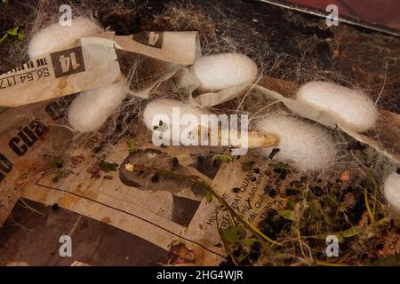 Bozzoli di Silkworm (Bombys mori) su telaio in legno, produzione di filo di seta. Foto Stock