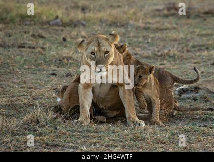 Lioness con i suoi cubetti, Contea di Kajiado, Amboseli, Kenya Foto Stock