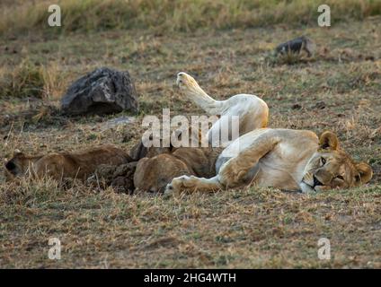 Lioness mungendo i suoi cubetti, Contea di Kajiado, Amboseli, Kenya Foto Stock