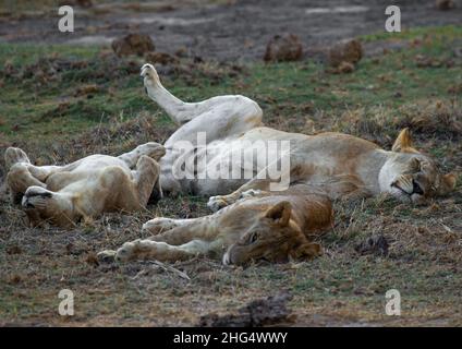 Famiglia Lions che dorme, Contea di Kajiado, Amboseli, Kenya Foto Stock