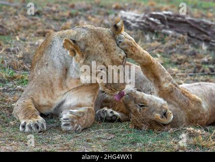 Tempo di tenerezza in una famiglia di leoni, Contea di Kajiado, Amboseli, Kenya Foto Stock