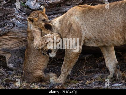 Leonless giocando con il suo cub, Kajiado County, Amboseli, Kenya Foto Stock