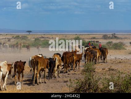 Maassai ospita bestiame nel parco, nella contea di Kajiado, Amboseli, Kenya Foto Stock