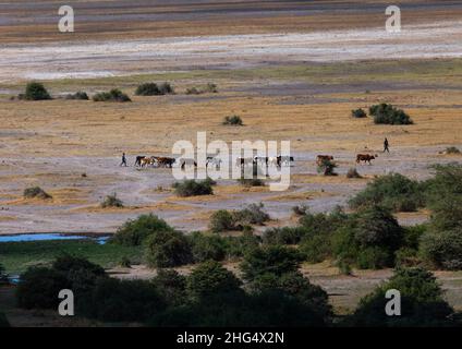 Maassai ospita bestiame nel parco, nella contea di Kajiado, Amboseli, Kenya Foto Stock