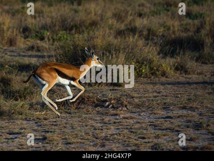 Grant's gazelles (nanger granti) running, Kajiado County, Amboseli, Kenya Foto Stock