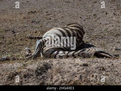 Carcassa di zebra morta, Contea di Kajiado, Amboseli, Kenya Foto Stock