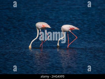 Fenicotteri rosa che mangiano in un lago, Kajiado County, Amboseli, Kenya Foto Stock