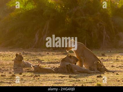 Famiglia Lions alla luce del sole, Contea di Kajiado, Amboseli, Kenya Foto Stock