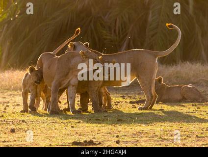 Tempo di tenerezza in una famiglia di leoni, Contea di Kajiado, Amboseli, Kenya Foto Stock