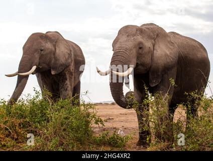 Elefanti (Loxodonta africana), Contea di Kajiado, Amboseli, Kenya Foto Stock