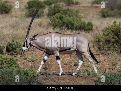 Oryx nel bush, Contea di Samburu, Riserva Nazionale di Samburu, Kenya Foto Stock