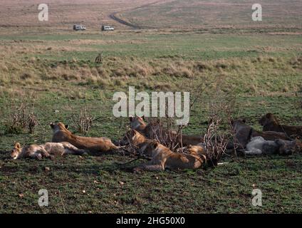 Famiglia Lions riposo, Rift Valley Provincia, Maasai Mara, Kenya Foto Stock