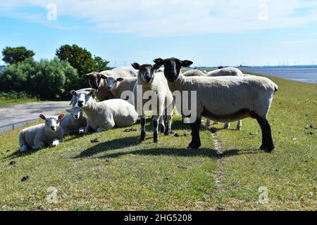 Famiglia di pecore su un pascolo a Büsum Foto Stock