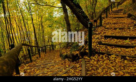 Scalinata all'aperto attraverso il forrest, coperta dai colori autunnali con foglie dorate a fine settembre. Foto Stock