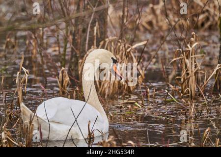 Cigni bianchi, Cygnus, nuoto attraverso la canna. Specie di uccelli della famiglia Anatidae strettamente legate a oche e anatre. Foto Stock