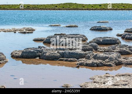 Primo piano di Stromatolites nel lago Thetis vicino a Cervantes in Australia occidentale ed è un lago salato con una concentrazione di sale più alta di acqua di mare. Foto Stock