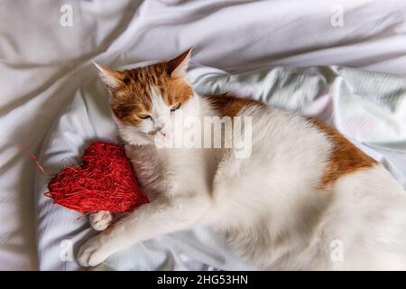 Un ginger, gatto domestico giace su un letto bianco, abbracciando un cuore rosso. Cartolina delle vacanze. Rifugio per animali domestici. Festa carino gatto sta riposando. Foto Stock