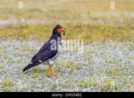 Caracara (Phalcoboenus carunculatus) che mangia centipede, Cotopaxi National Park , Quito, Ecuador. Foto Stock