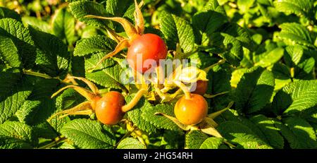 Frutto d'arancia del cespuglio di rose selvatiche su sfondo di foglie verdi Foto Stock