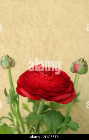 Ranuncolo rosso con germogli, ranuncolo rosso con delicati petali e foglie verdi, fiore rosso in fiore su sfondo giallo, testa di fiore, bellezza Foto Stock