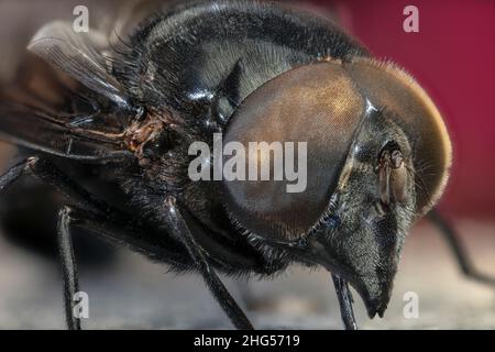 Mexican Cactus Fly, Copestylum mexicanum Foto Stock