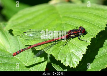 Il grande rosso damselfly Pyrrhosoma nymphula seduto su una foglia Foto Stock