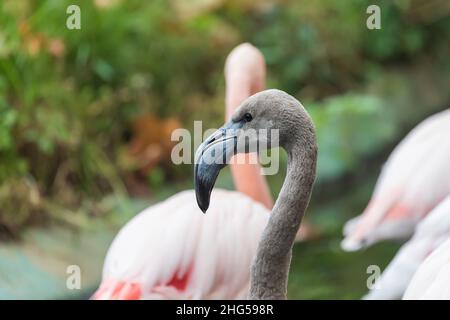 Grande Flamingo - Fenicottero roseo il suo ritratto in habitat naturale. Foto con bel bokeh. Foto Stock