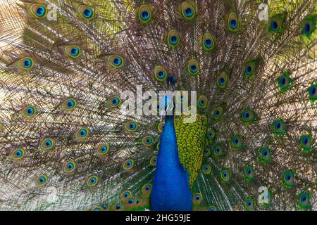 Bellissimo uccello pavone colorato. Il pavone ha una coda distesa. Ci sono occhi colorati sulla coda. Foto Stock