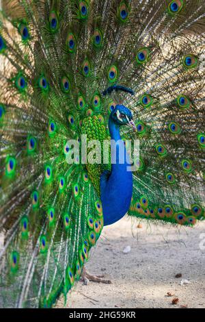 Bellissimo uccello pavone colorato. Il pavone ha una coda distesa. Ci sono occhi colorati sulla coda. Foto Stock