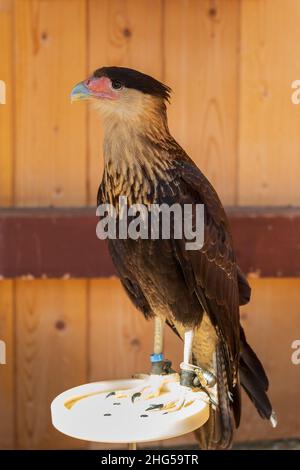 Caracara Meridionale - Caracara plancus - in gabbia in cattività. L'uccello della preda è addestrato da un falconer. Foto Stock