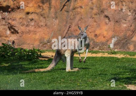Kangaroo - Macropodidae su erba verde di fronte ad un muro marrone. Il canguro ha un cucciolo in tasca. Foto Stock