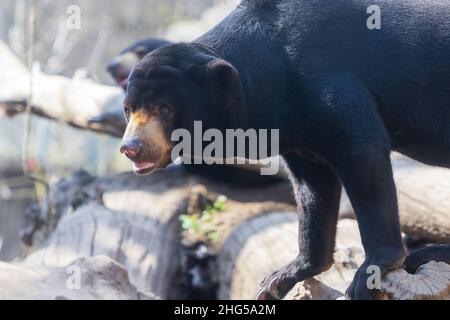 Piccolo orso malese nero - Helarctos malayanus nelle rocce nella foresta. Foto Stock