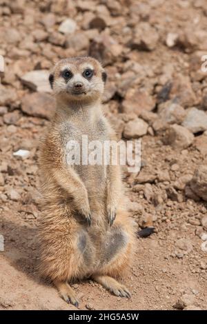 Meerkat - Suricata suricatta in piedi su una pietra di guardia i dintorni in tempo di sole. Foto ha bello bokeh. Foto Stock